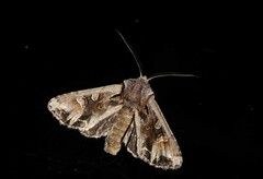 Ichneutica insignis