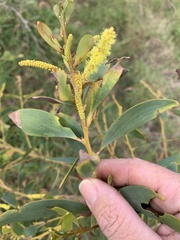 Acacia crassa