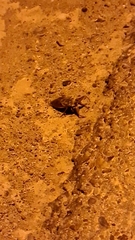 Lethocerus patruelis