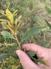 Acacia crassa