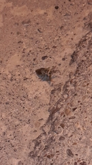 Lethocerus patruelis