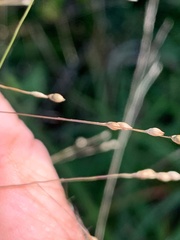 Panicum effusum