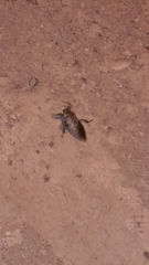 Lethocerus patruelis