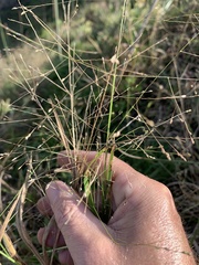 Panicum effusum