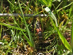 Staphylinus caesareus