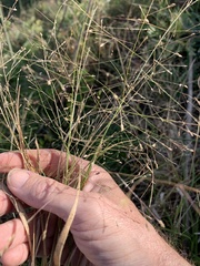 Panicum effusum
