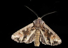 Ichneutica insignis