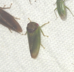 Iassus lanio
