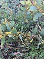 Acacia crassa