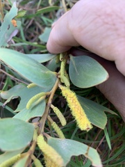 Acacia crassa