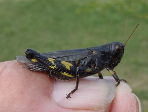 Differential Grasshopper, photo 2 of 7