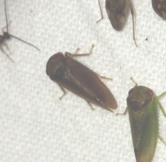 Iassus lanio