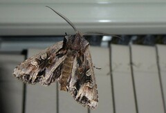 Ichneutica insignis