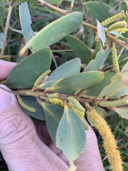 Acacia crassa
