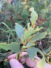 Acacia crassa