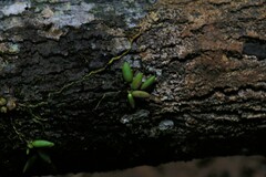 Dendrobium lichenastrum