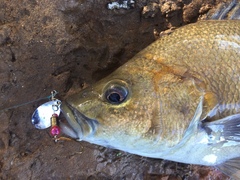 Hephaestus fuliginosus