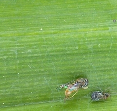 Toxomerus marginatus