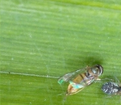 Toxomerus marginatus