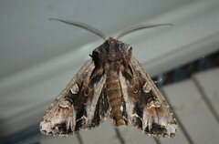 Ichneutica insignis