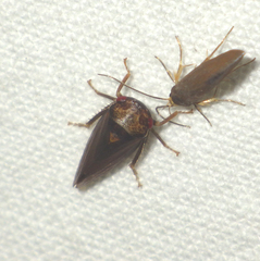 Iassus lanio