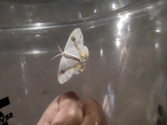 Macrocilix mysticata