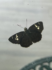 Pseudocoladenia