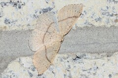 Cyclophora punctaria