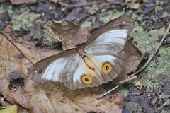 Taenaris honrathi