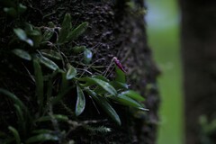 Bulbophyllum macphersonii