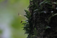 Bulbophyllum macphersonii