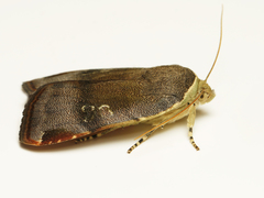 Noctua janthina