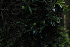 Bulbophyllum macphersonii
