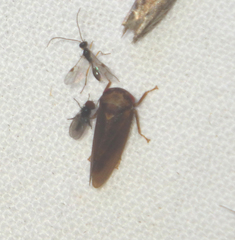 Iassus lanio