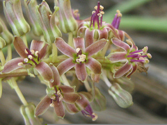 Ledebouria