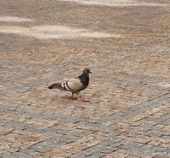 Columba livia domestica