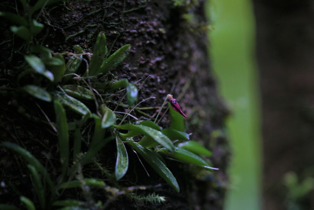 Bulbophyllum macphersonii