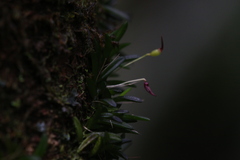Bulbophyllum macphersonii