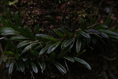 Bulbophyllum macphersonii
