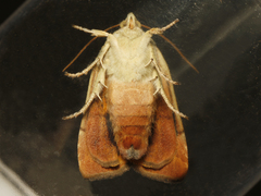 Noctua janthina