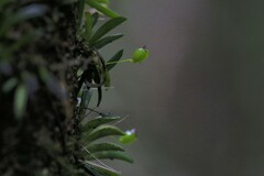 Bulbophyllum macphersonii
