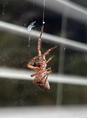 Araneae