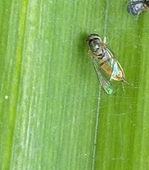 Toxomerus marginatus