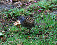 Prunella modularis