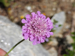 Scabiosa lucida