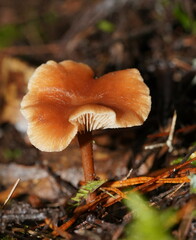 Lentinellus tasmanicus