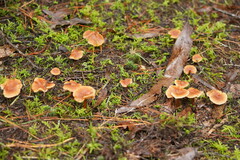 Lentinellus tasmanicus