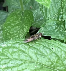 Episyrphus balteatus