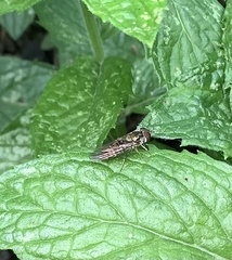 Episyrphus balteatus