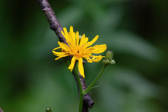 Crepis lyrata